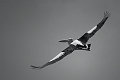 IMG_0361-Pelican Flying